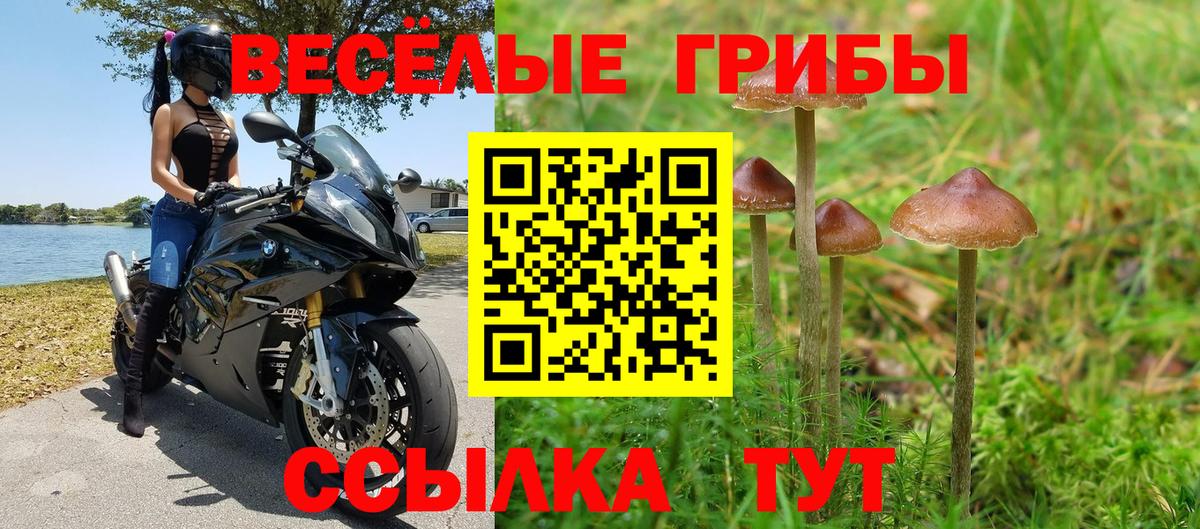 Псилоцибиновые грибы Psilocybe Гурьевск